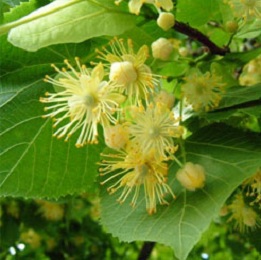 Linden Blossom Absolute Oil